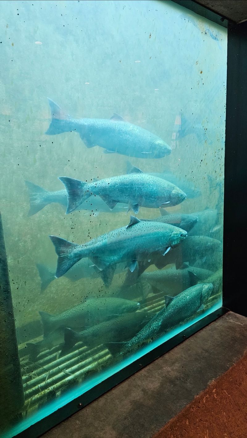 The Underwater Window That Feels Like An Aquarium
