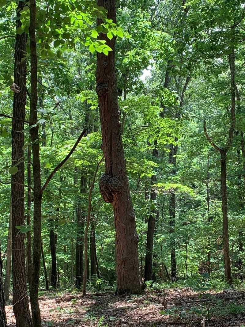 Why Most People Overlook This Vast Park