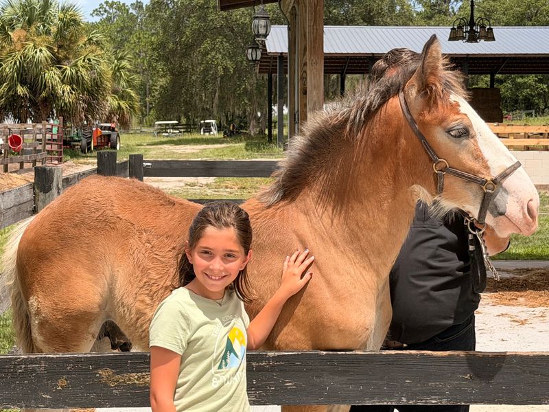 The VIP Tour Offers An Unforgettable Up-Close Experience With The Horses