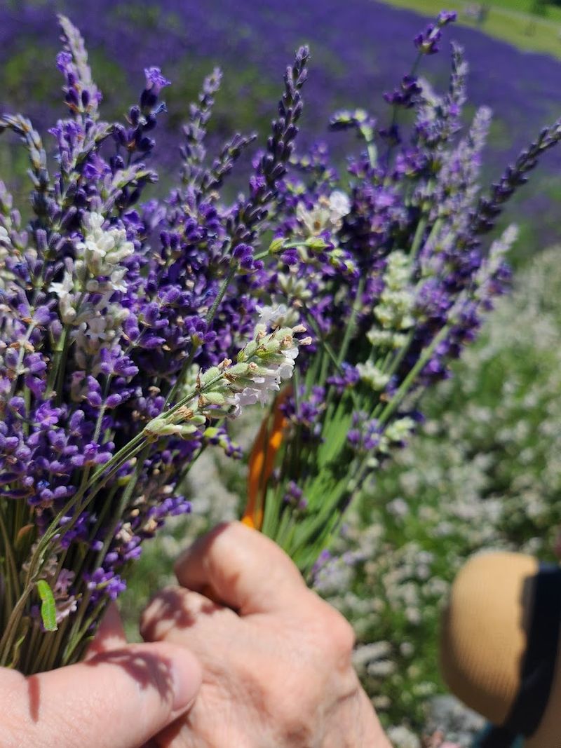 The Variety Of Lavender Varieties On Site The Variety Of Lavender Varieties On Site
