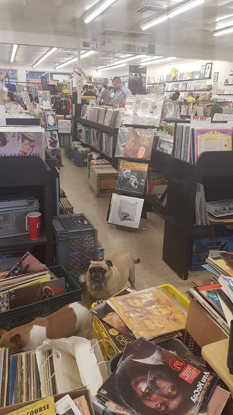 The Vinyl Sage Behind the Counter