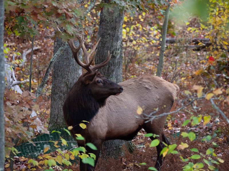 Guided Wagon Rides Take You Directly Into Elk Territory