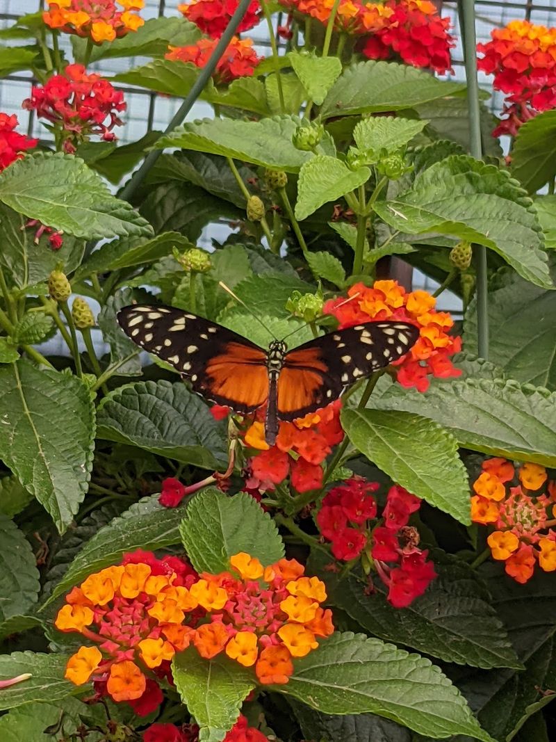 The Walk-In Butterfly Atrium