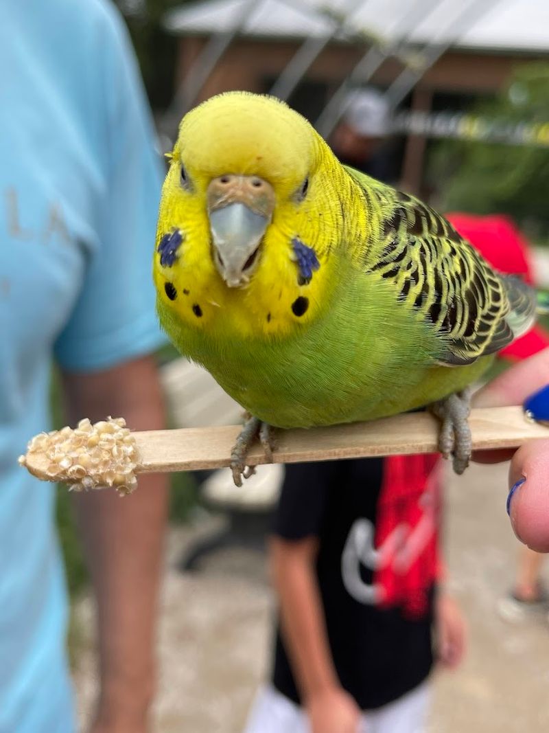 The Aviary and Bird Feeding Experience