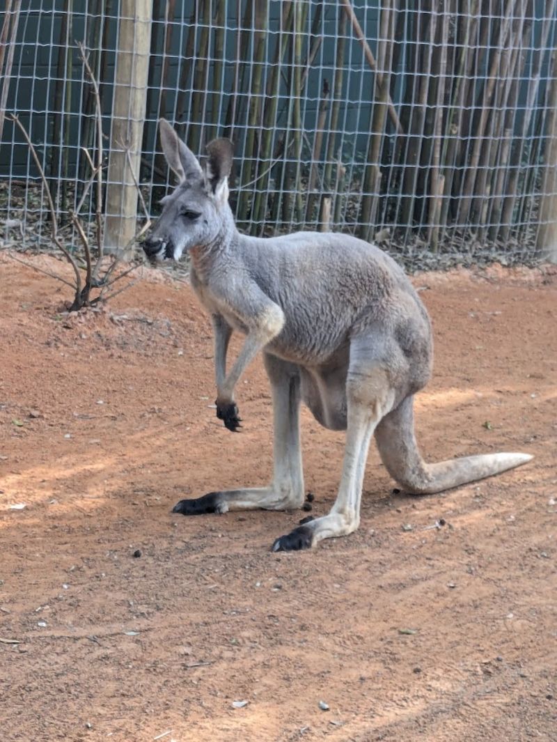 The Walk-Through Zoo Features Animals From Around The World
