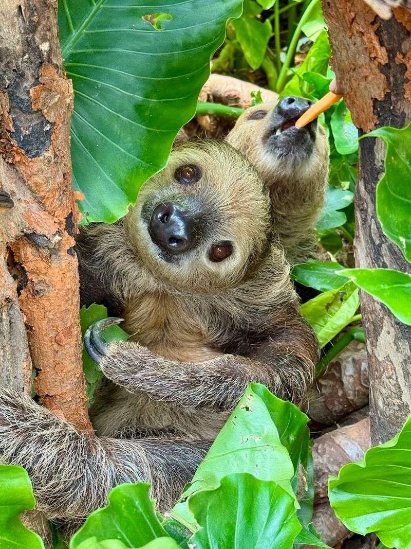 The Sloth Barn Was My Spirit Animal Moment