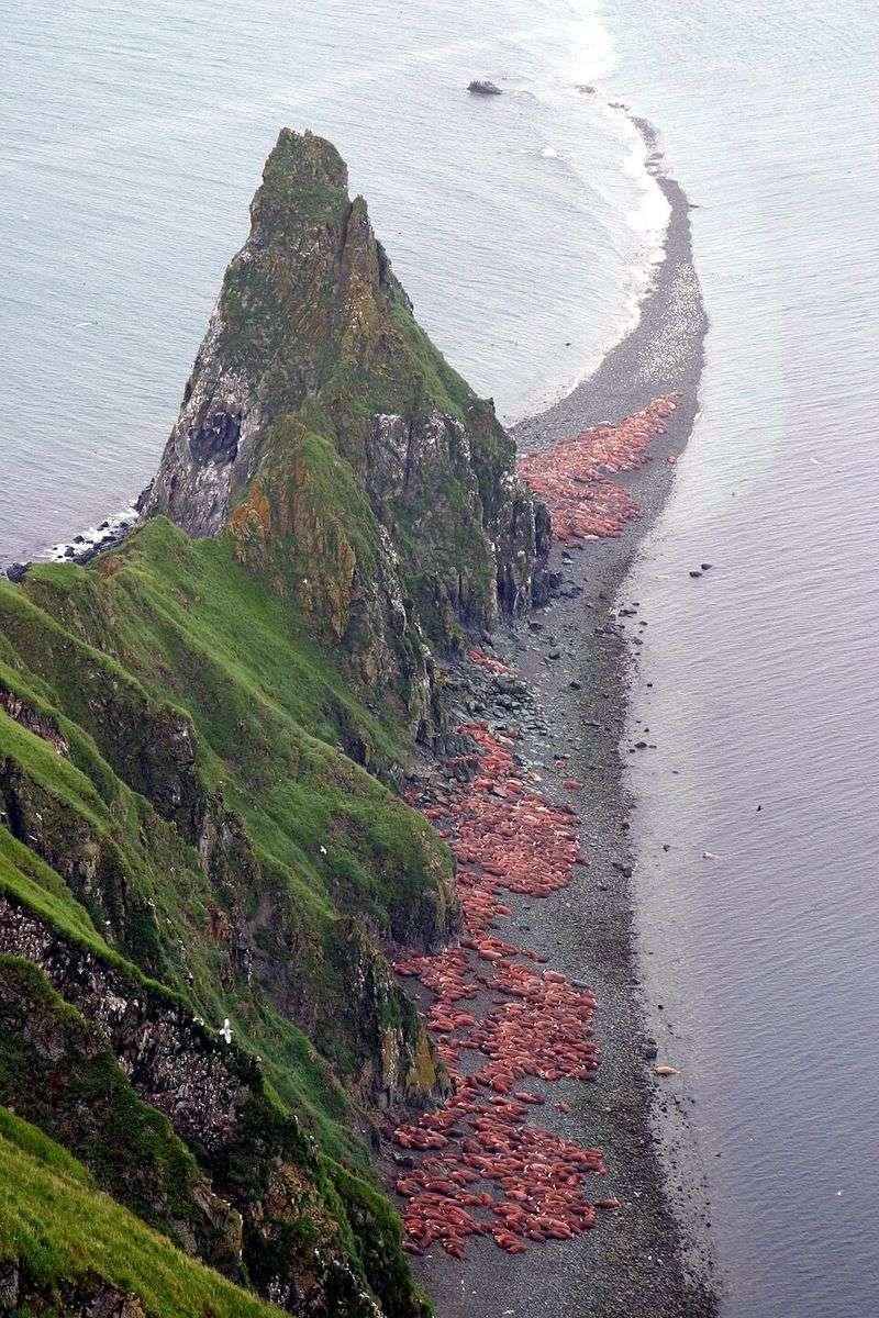 The Walrus Capital Of The World
