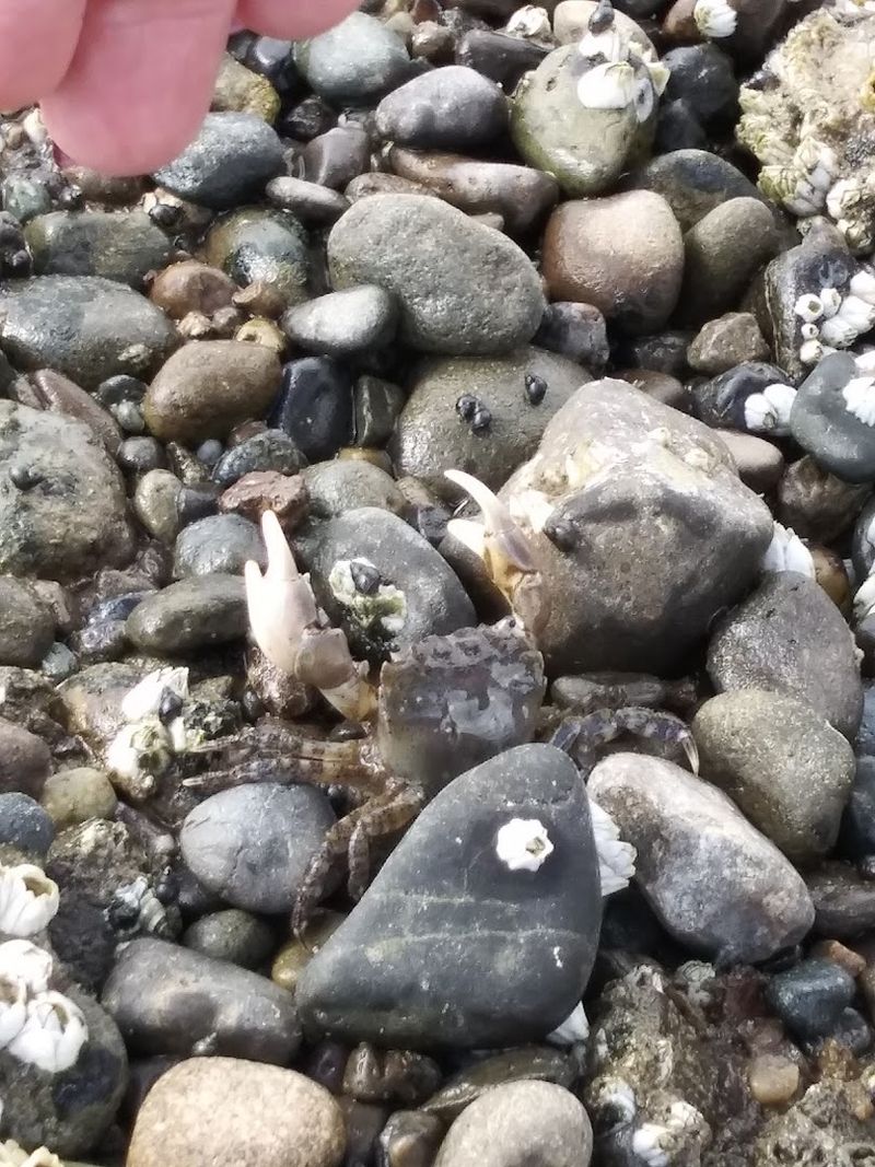 Harvesting Oysters And Clams Right From the Shore