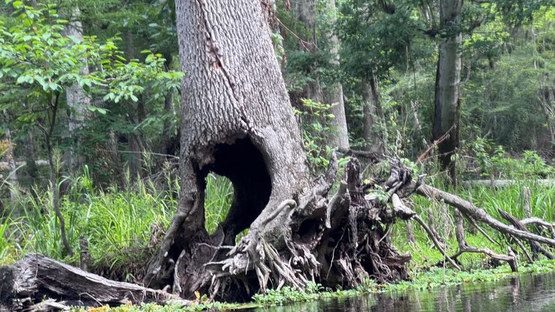 Wildlife That Will Genuinely Surprise You