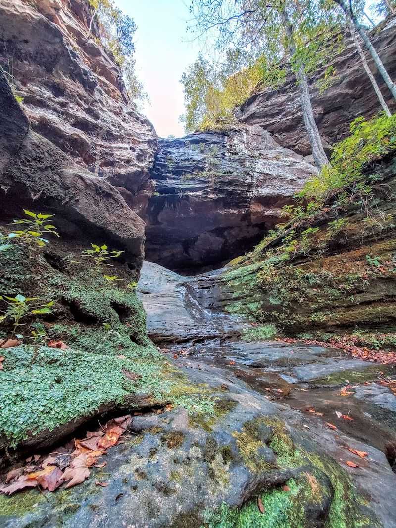 Why It Feels Like A Mini Rainforest