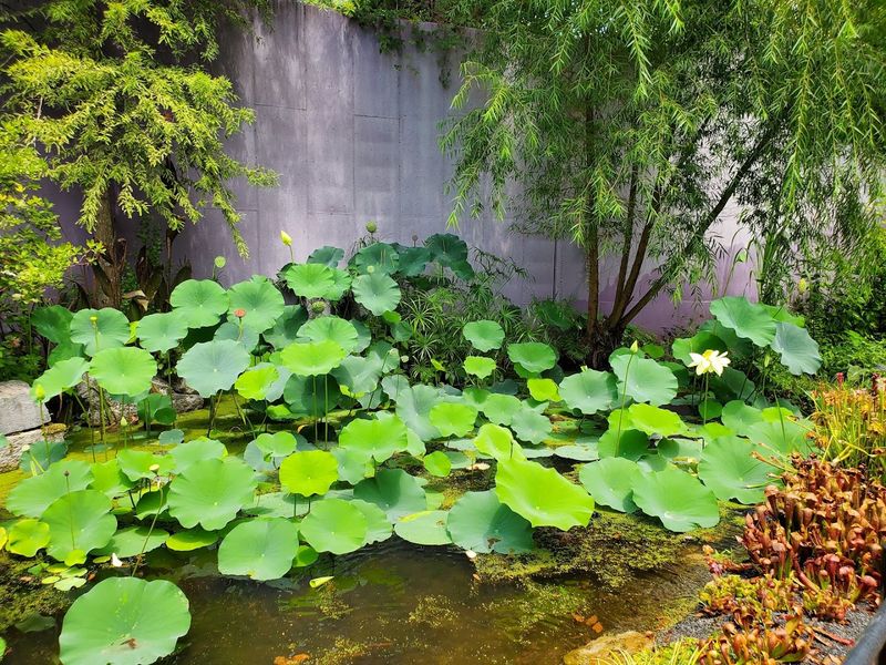 The Free Tram Connection Between Garden And Zoo