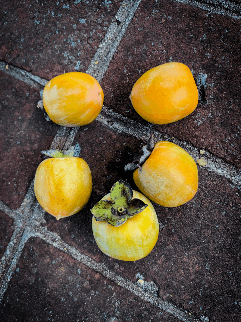 The Wild American Persimmon