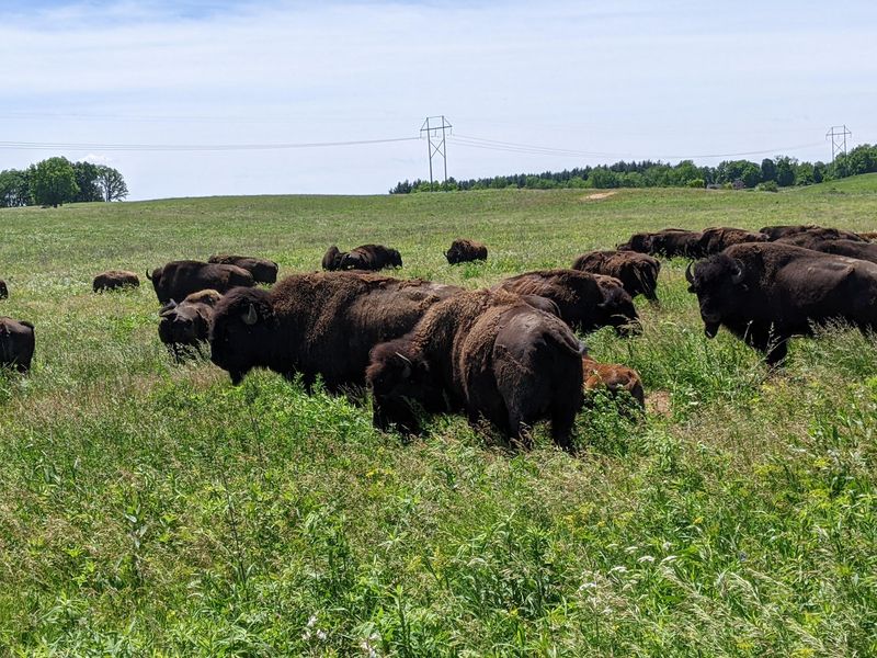The Wild Bison Herd Roaming The Hills