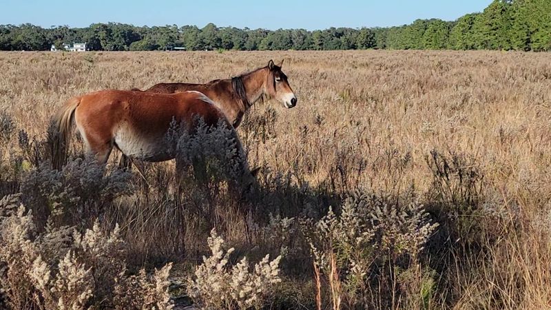 The Wild Horses That Roam Like They Own The Place