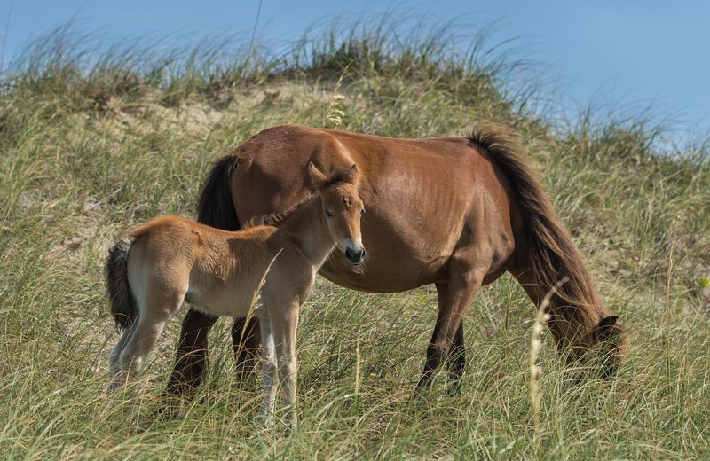 The Wild Horses That Will Stop You In Your Tracks