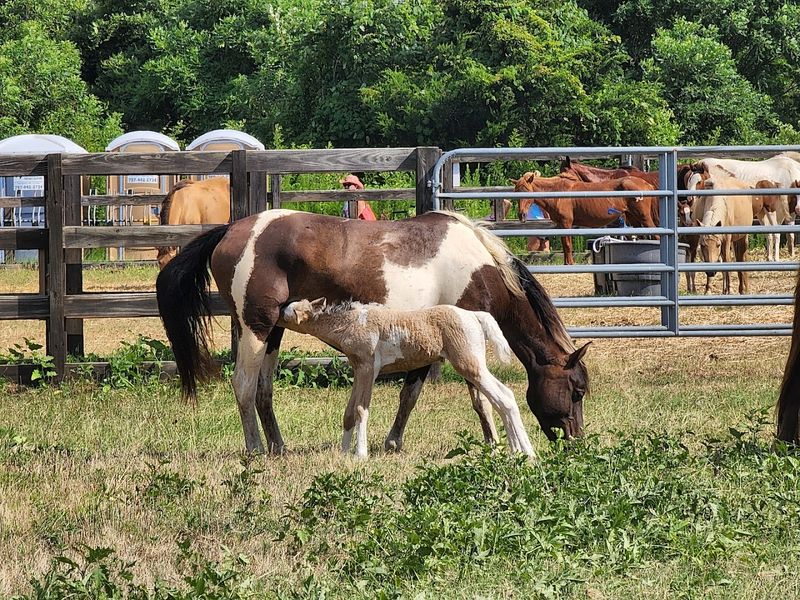 The Wild Ponies Of Assateague Island