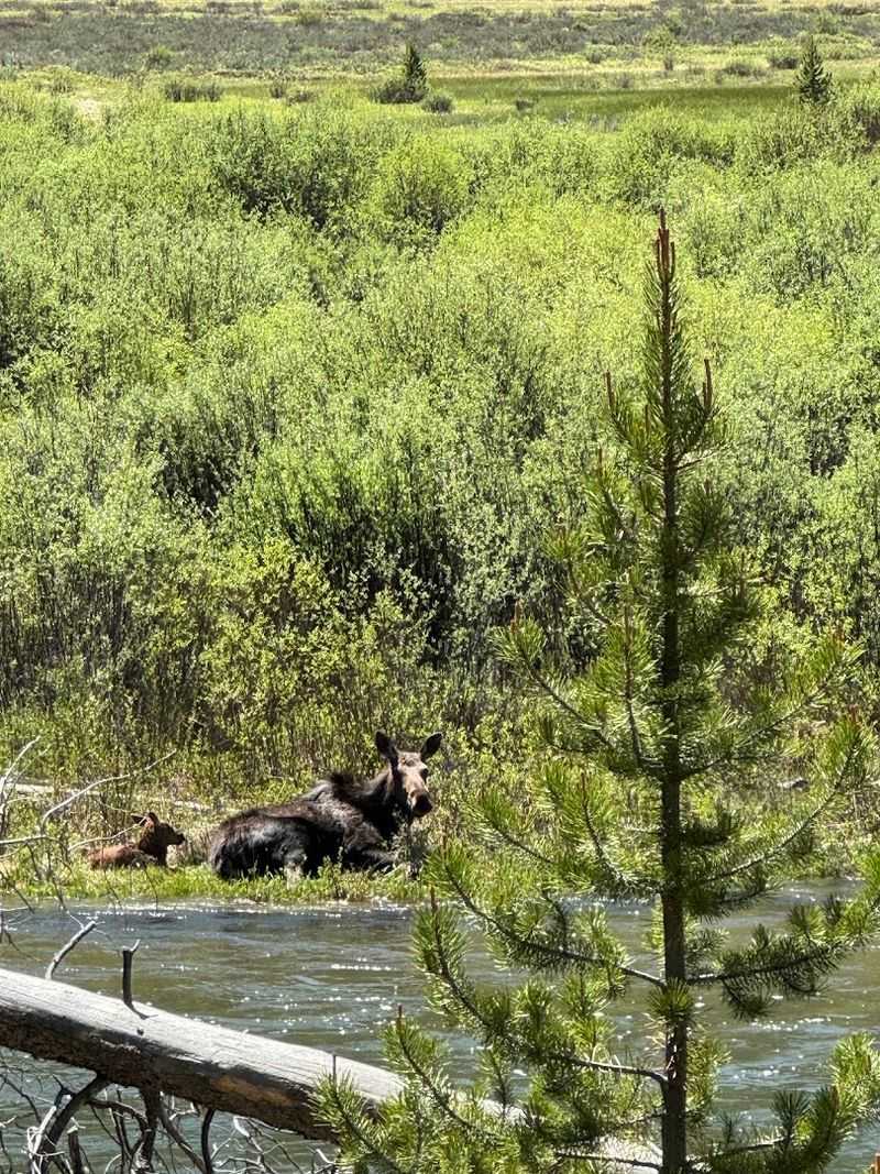 The Wilderness Has Residents, And They Are Spectacular