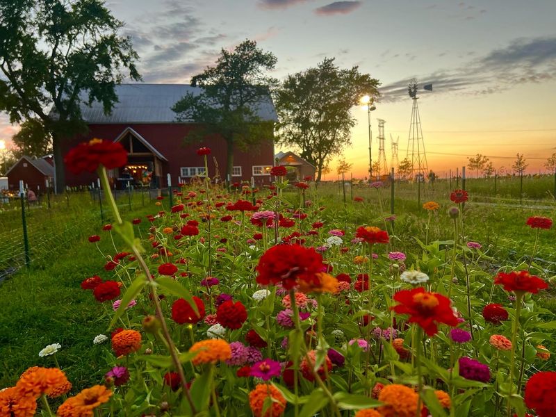 The Wildflower Farm, Monee, Illinois The Wildflower Farm, Monee, Illinois