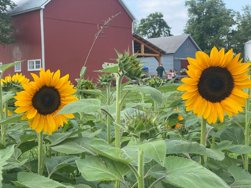 The Wildflower Farm, Monee The Wildflower Farm, Monee