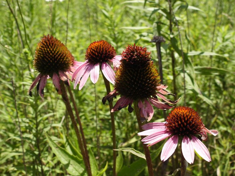 The Wildflowers Up Close