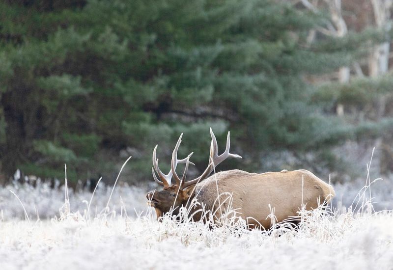 Wild Elk Roam Freely Here