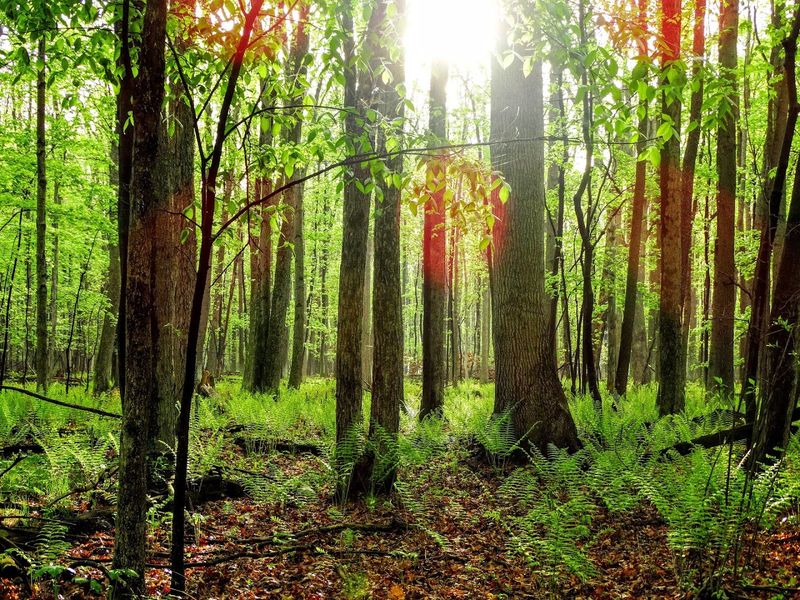 Oak Openings Preserve Metropark, Whitehouse, Ohio