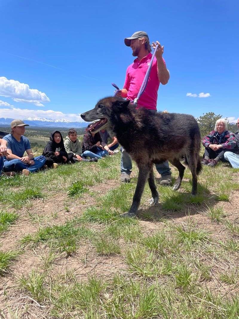 The Wolf-Dogs And Their Individual Stories