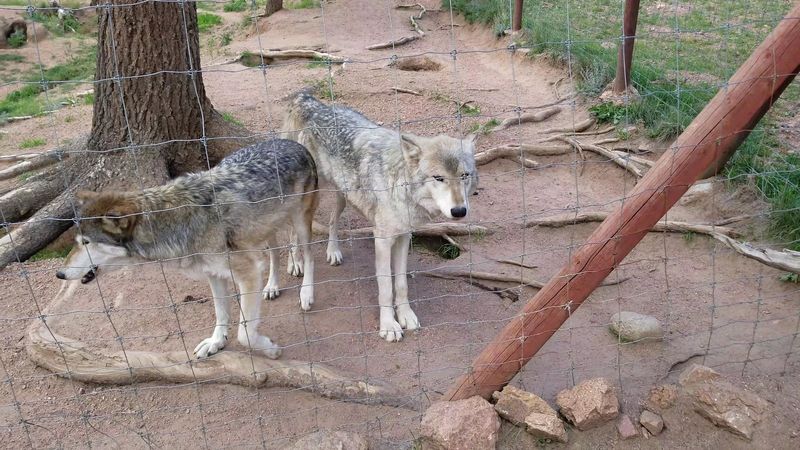The Wolf Howl Finale That Guests Never Stop Talking About