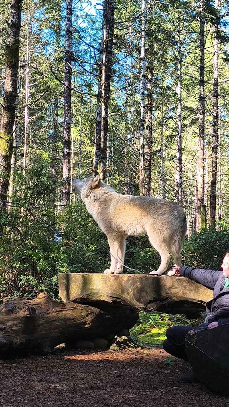The Wolfdogs Themselves