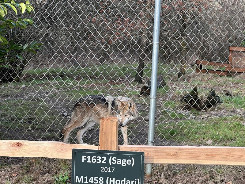 The Wolves Living At The Sanctuary