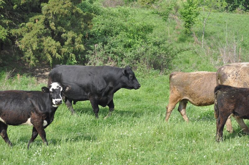 The Words 100% Grass Fed Actually Mean Something Here The Words 100% Grass Fed Actually Mean Something Here