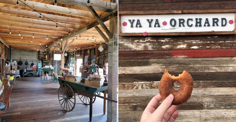 The World-Famous Blueberry Donuts At This Colorado Farm Are Hard To Believe