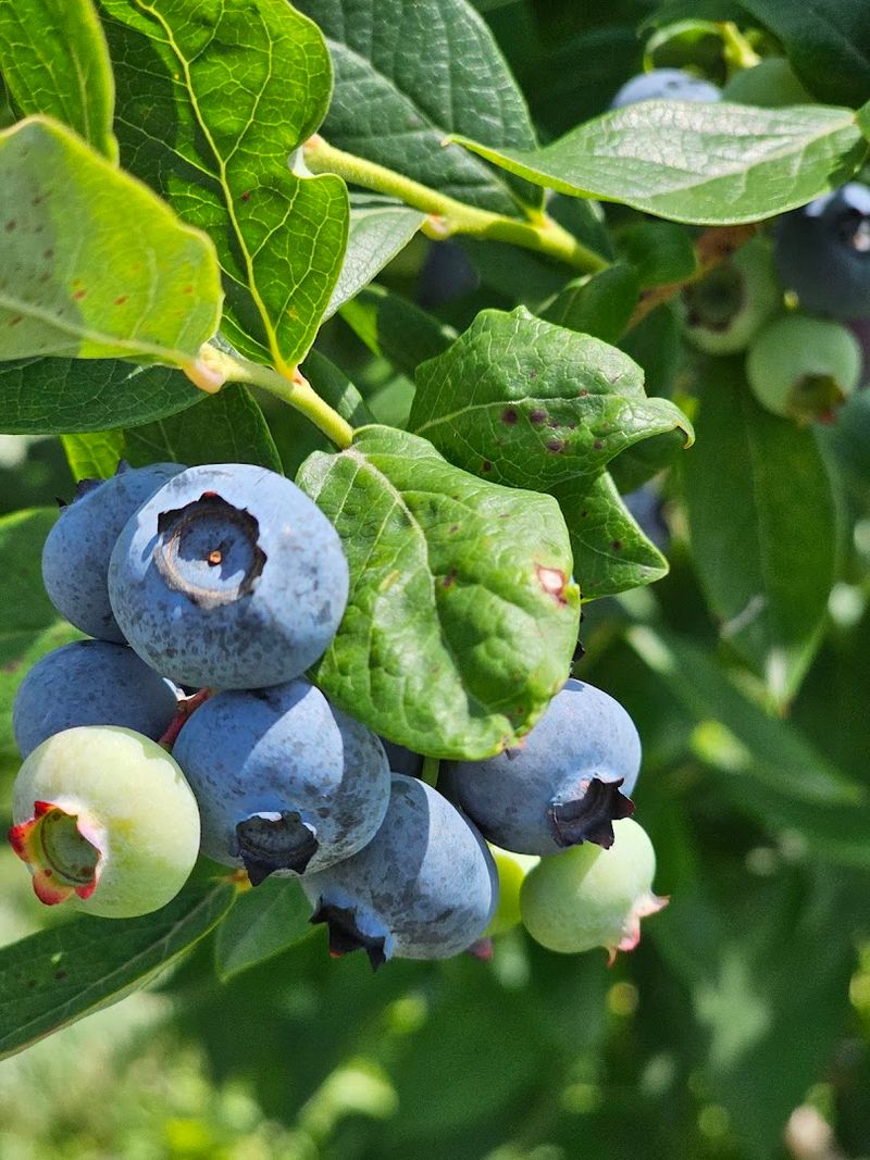 The Blueberry Donut Recipe Has Deep Farm Roots