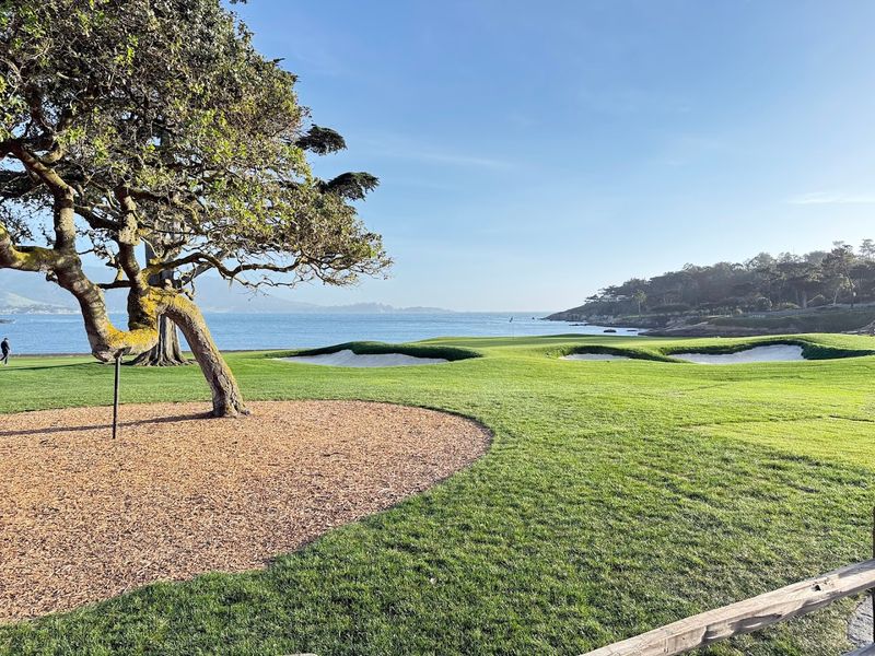 The Cypress Trees That Define The Landscape