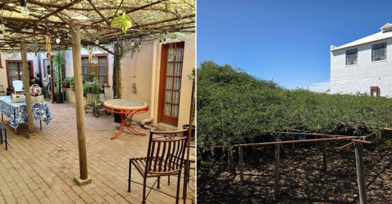 The World’s Largest Rose Bush Is Hiding Behind An Arizona Museum