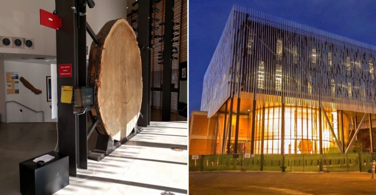 The World’s Largest Tree-Ring Collection Is Hiding At An Arizona University