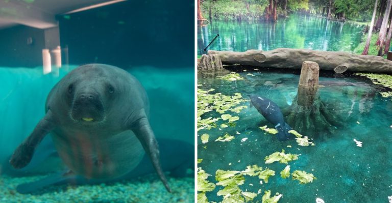 The World’s Oldest Manatee Lived In Florida, And His Story Still Moves People