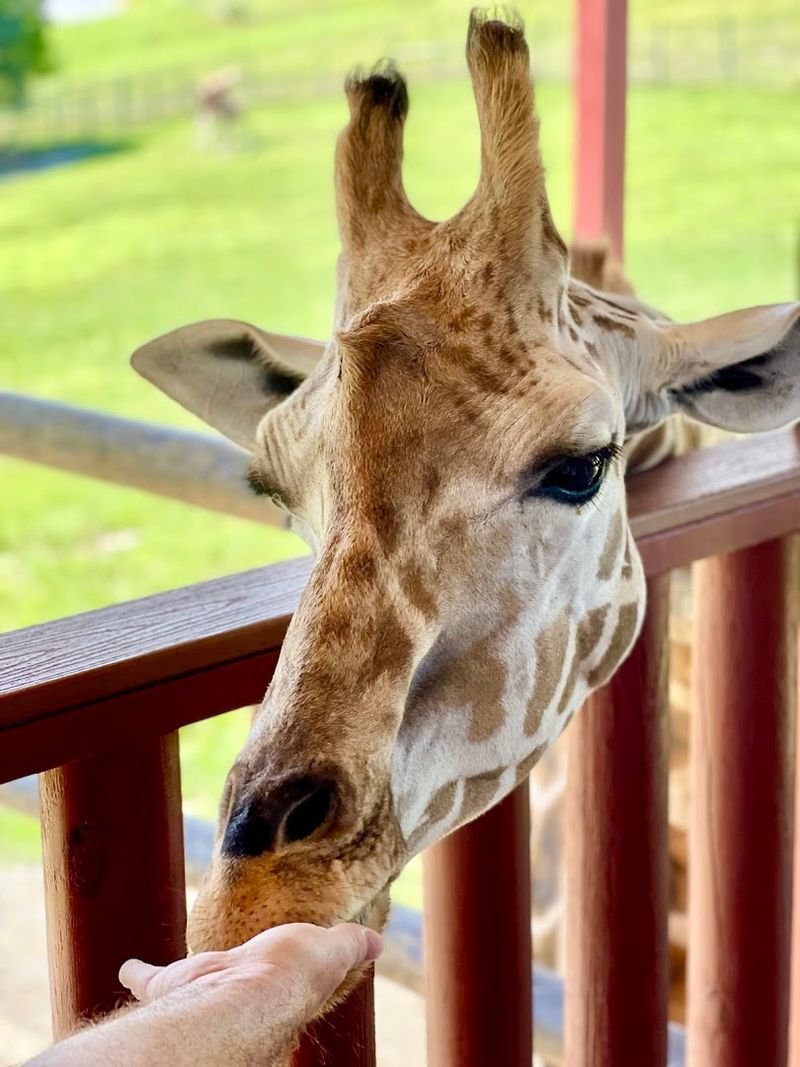 Why Virginia Safari Park Belongs On Every Nature Lover's List Right Now