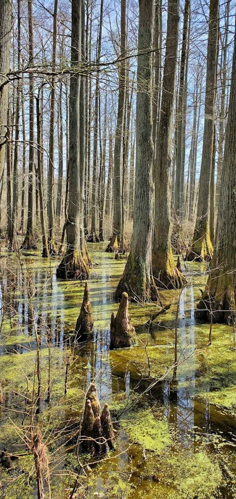 The forest and swamp landscape The forest and swamp landscape