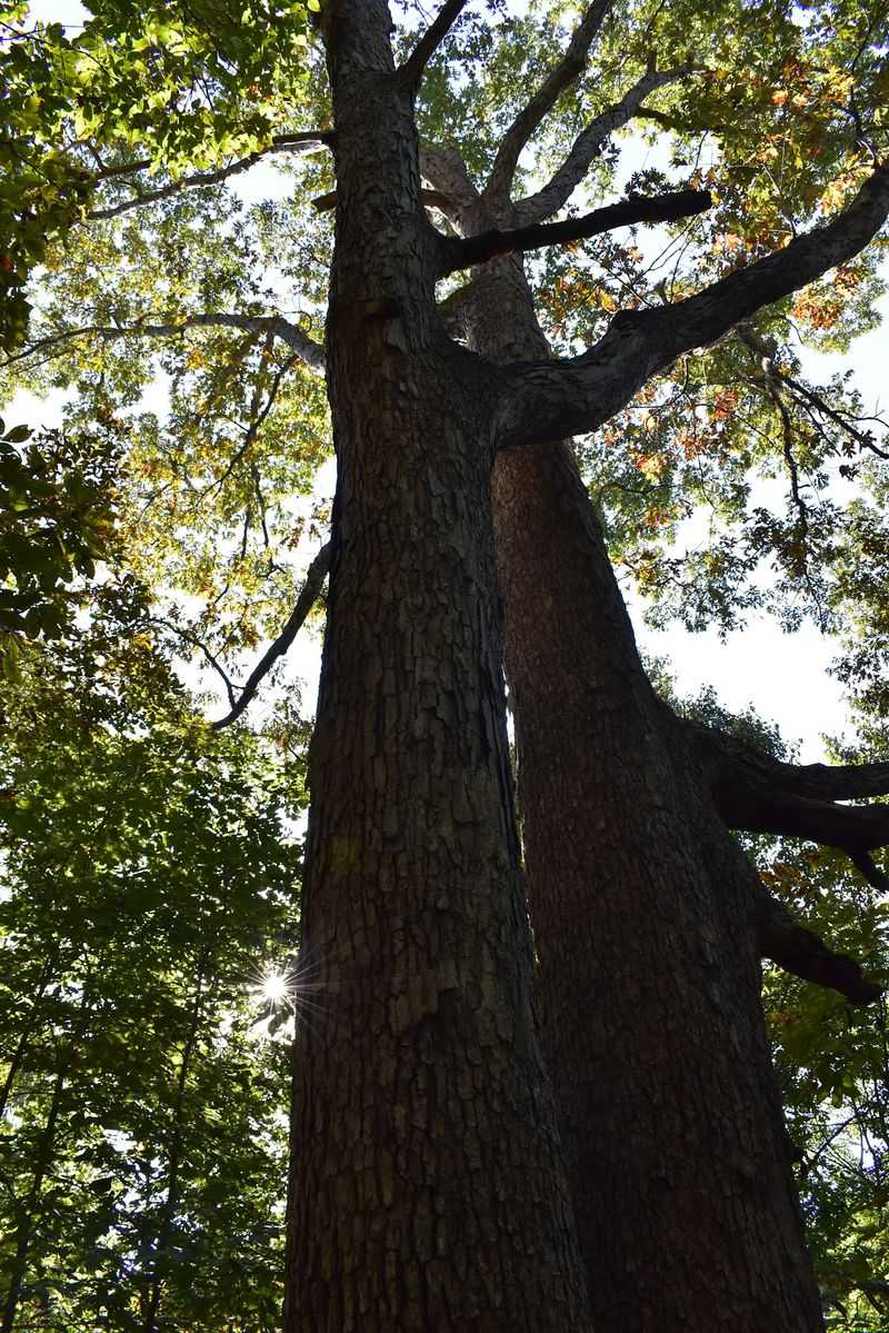 The preserve offers a more precise Illinois surprise