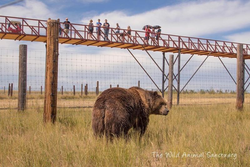 The strongest match is a Colorado sanctuary, not a verified Illinois attraction The strongest match is a Colorado sanctuary, not a verified Illinois attraction