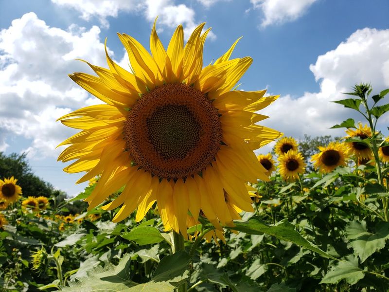 The sunflower field appeal