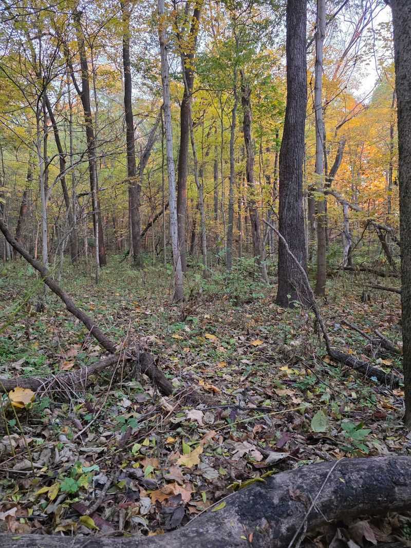 The trail requires a moderately difficult woodland hike