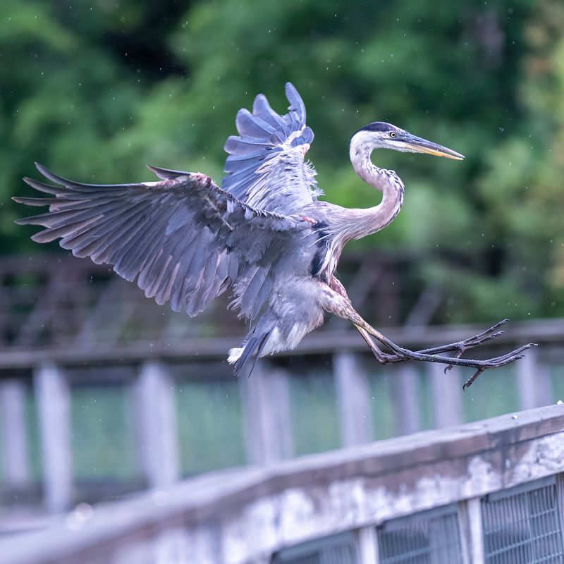 The wetland creates chances to see herons, turtles, and other wildlife The wetland creates chances to see herons, turtles, and other wildlife