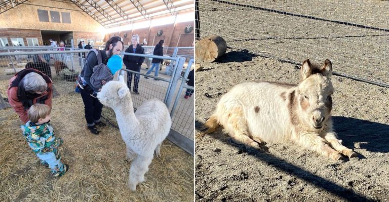 There Is A Farm With Mini Donkeys Only 35 Minutes From Denver