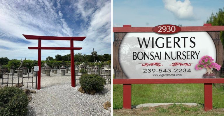 There Is A Florida Bonsai Nursery With Over 150 Trees In North Fort Myers