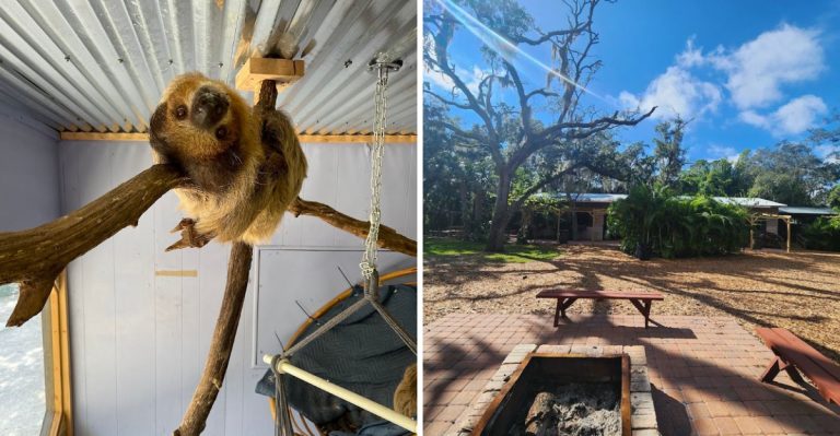 There Is A Hidden Florida Ranch Where You Can Meet Sloths Just 30 Minutes From Tampa