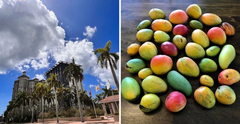 There Is A Mango Festival In Florida’s West Palm Beach This June