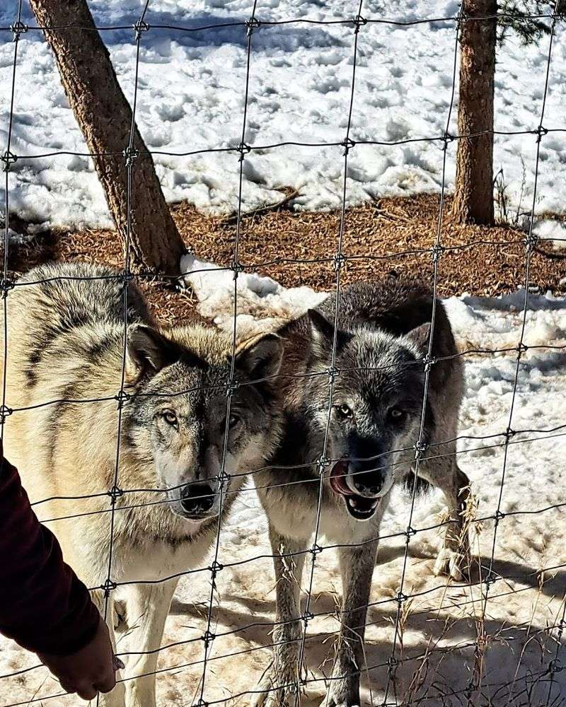 Quick Snapshot: What the Colorado Wolf and Wildlife Center Actually Is