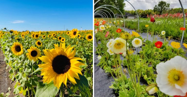 These 11 Florida Flower Farms Have Blooming Fields That Stretch As Far As The Eye Can See